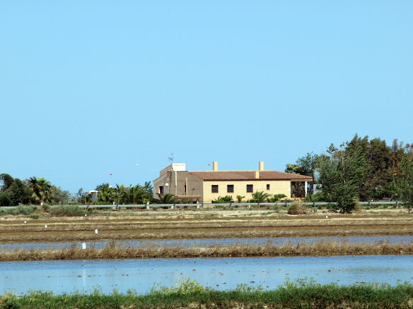 Arrossar, Delta de l'Ebre