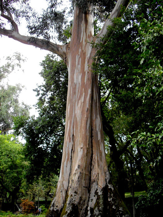 arbre del Parque de la Alameda
